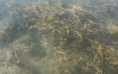 Understanding Bushy Pondweed (Southern Naiad) in Texas: How to Manage and Maintain Your Pond