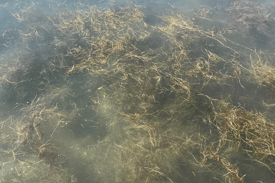 Bushy Pondweed submerged in Texas Pond